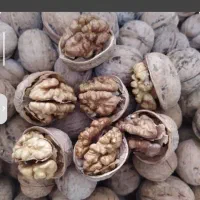 گردو درجه یک، پوست کاغذی