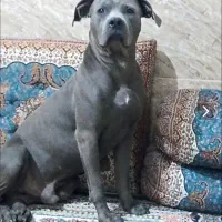پیتبول نر