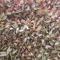 گل ناز و برگ بیدی|گل و گیاه طبیعی|محلات, |دیوار