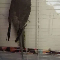 پنچ تا عروس هلندی|پرنده|قدس, شهر‌قدس|دیوار