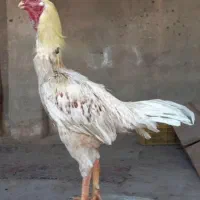 خروس لاری افغان|حیوانات مزرعه|شاهین دژ, |دیوار