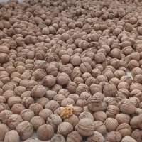 گردوخشک