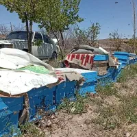 فروش‌زنبورعسل‌20عدد