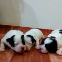 واگذاری طوله سگ