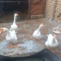 غاز قو غاز|حیوانات مزرعه|گنبد کاووس, |دیوار