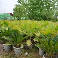 فروش.پالم عمده وتک|خدمات باغبانی و درختکاری|چاف و چمخاله, |دیوار