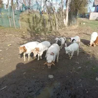 ۸ راس بره علفخوار نر|حیوانات مزرعه|ماسال, |دیوار