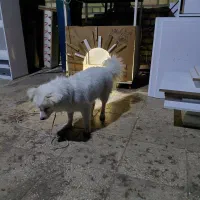 سگ پارس روباهی سفید