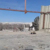 کفتر|پرنده|مشکین‌دشت, |دیوار