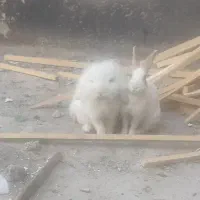 خرگوش رام ودستی