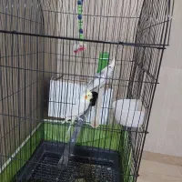 جفت عروس هلندی