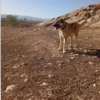 سگ نگهبان خریدار  واقعی  بزنگه