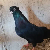 کبوتر|پرنده|میاندوآب, |دیوار