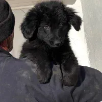 سگ ژرمن شپردبلک ماده موکلاسیک دوماه اصیل فی ۱۸ م ت|سگ|تهران, تهرانسر شمالی|دیوار
