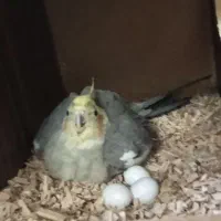 عروس هلندی با تخم و جوجه|پرنده|قم, شهرک سازمان آب|دیوار