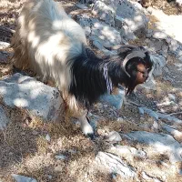 بز معاوضه بامیش|حیوانات مزرعه|ایذه, |دیوار