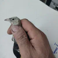 جوجه سهره رسمی نر تعویض با دوچرخه دخترانه|پرنده|تهران, بازار|دیوار