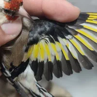 قناری ماده سهره قناری|پرنده|شیراز, شهرک مطهری|دیوار