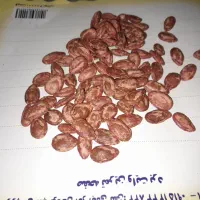 تخمه ژاپنی|خوردنی و آشامیدنی|عجب شیر, |دیوار