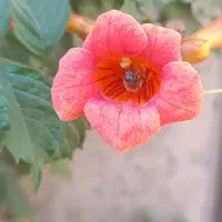 دزدیدن کندوزنبور