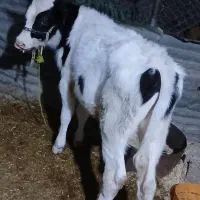 گوساله‌گوشتی