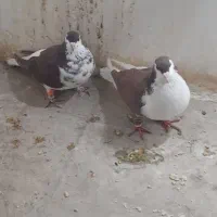 راست و ساده افشون پرشی و جوجه|پرنده|شیروان (خراسان), |دیوار