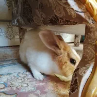 خرگوش