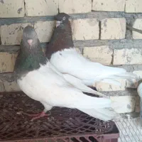 کفتر کله 40سانتی