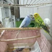 مرغ عشق|پرنده|رشت, دیانتی|دیوار