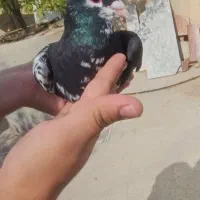فروش چپ سیاه تخت گل و ارج