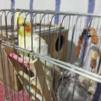 عروس هلندی|پرنده|دهدشت, |دیوار