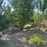 ۳۰۰ متری (صفا)درشاهجعفری|فروش زمین و ملک کلنگی|چهاردانگه (تهران), |دیوار