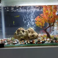 آکواریوم شرکتی