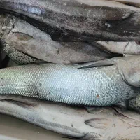 سلام انواع ماهی دریایی بوشهر رسید|ماهی|یزد, |دیوار