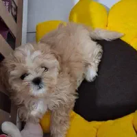 توله پودل مالتیز ۳ ماهه