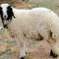 فروش گوسفند جهت ذبح در مراسمات (زنده)