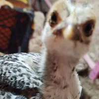 نیمچه گلپایگانی