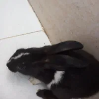 خرگوش