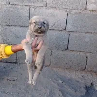 توله افغان اصیل|سگ|سربیشه, |دیوار