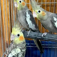 کوکاتیل عروس هلندی|پرنده|خمینی‌شهر, |دیوار