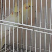 یک جفت عروس هلندی