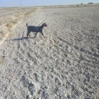 ۵عدد بز نر ۴عددبز ماده|حیوانات مزرعه|باوی, |دیوار