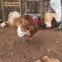 بوقلمون و مرغ آبی