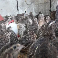 فروش بلدرچین  وزن سنگین