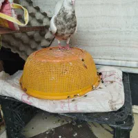 کبوتر طوقی