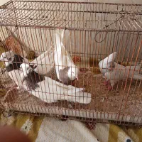 توقی|پرنده|امیدیه, |دیوار