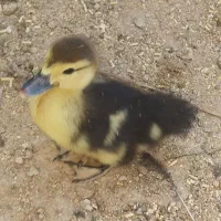 جوجه اردک روسی، سیکای بالغ