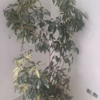 گل برای کنار سالن