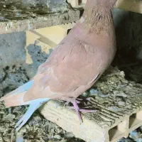 کفتر رنگی سرخ دمسفید|پرنده|رباطکریم, شهرک صنعتی زوارهای|دیوار