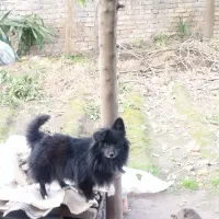 فروش پامر نر خوشگل و بامزه